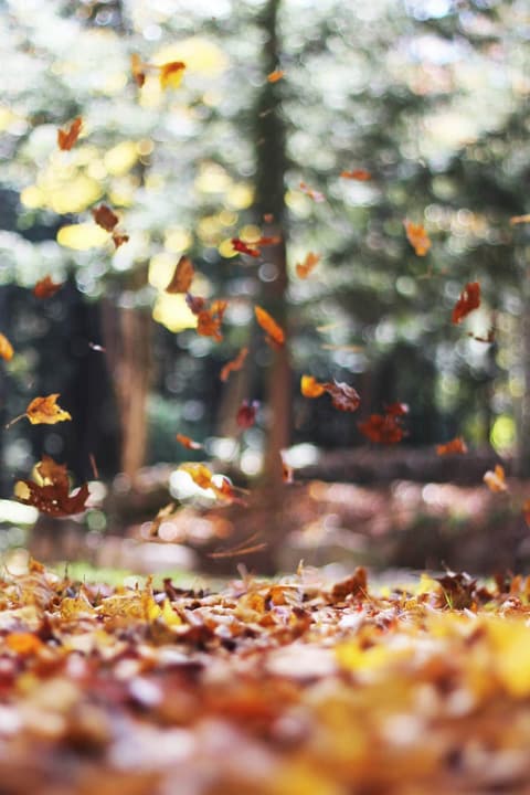 Autumn Pyre