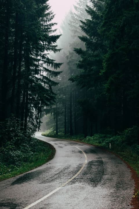 Forest Path