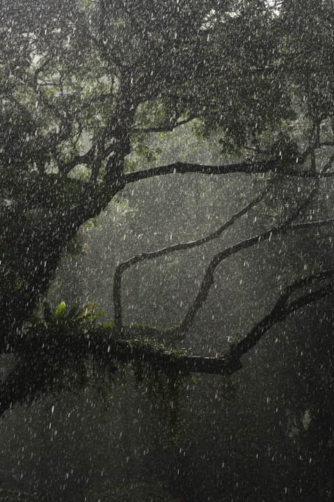 Misty Pine